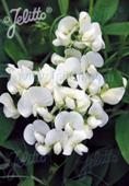 Lathyrus latifolia 'White Pearl'